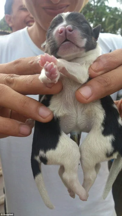 KrisCane - Pies który urodził się na wyspie Tonga z ośmioma odnóżami i dwoma ogonami....