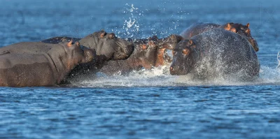 likk - zamiast słów poranna porcja hipopotamów..



#zwierzeta #zwierzaczki #hipopota...