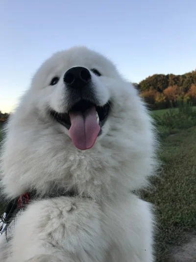 el_rupert - Ktoś tu jest zadowolony ze spaceru ʕ•ᴥ•ʔ 
#samoyedhiro #smiesznypiesek