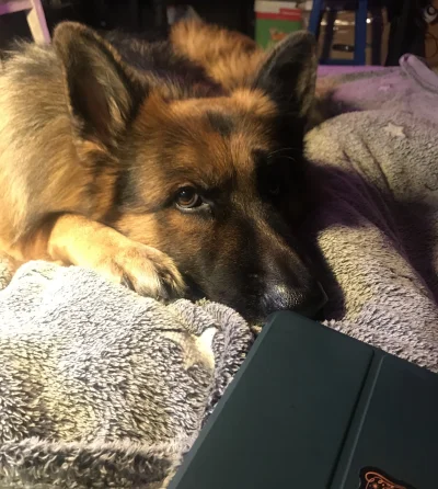 Vilyen - Tzw. niema presja #pokazpsa #rockyrybka #owczarekniemiecki #psy