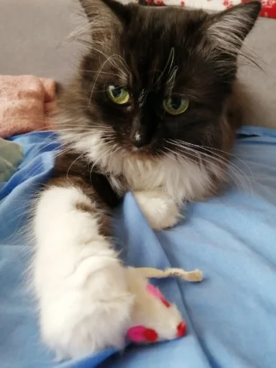 balatka - #koty #kotnadzis #zofia #kot #kitku #pokazkota