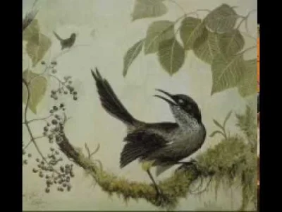 ilduce999 - Śpiew godowy ostatniego ptaka ze swojego gatunku.