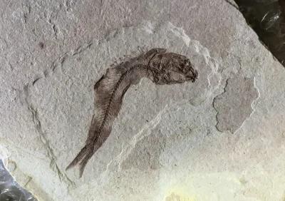 Zwiadowca_Historii - Skamielina Goa'uld, wiek Oligocen ok. 30 mln lat ( ͡~ ͜ʖ ͡°)

...