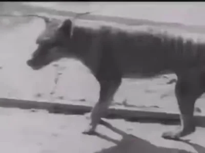 ArchDelux - Nagranie wideo jednego z ostatnich przedstawicieli gatunku wilkowór tasma...