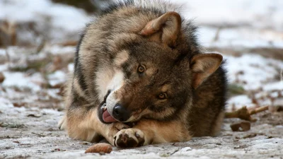 Wulfi - #wilk #smiesznypiesek #psy #zwierzaczki #zwierzeta #wulfi