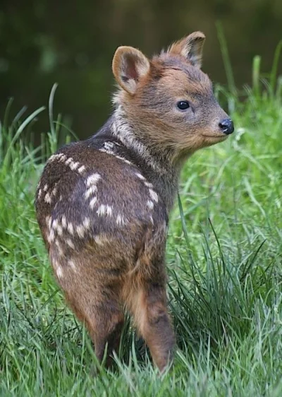 l-da - Pudu, najmniejszy jeleń
#zwierzęta #natura #pudu #jelenie #zdjęcia #fotografi...