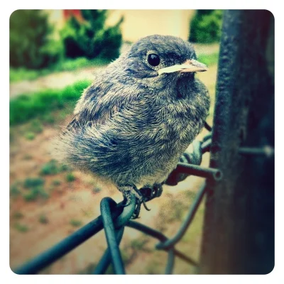 chato - #pokaptaka: podlotek kopciuszka (Phoenicurus ochruros)