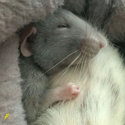 purrbea - Dzień dobry :)
Dobrej niedzieli

#codziennyszczurek #szczury #zwierzaczki
