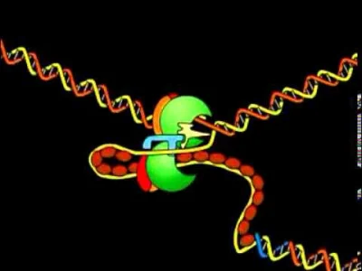 bioslawek - Widełki replikacyjne DNA Przebieg replikacji Polski lektor