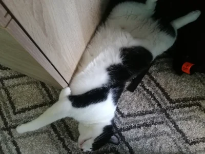 mmaku89 - Zobaczcie jaka fajną mam przekotną ekranu. 
#kot #koty #spiacekotki