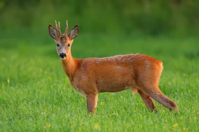 pogop - Ale miałem dzisiaj hamowanie awaryjne przed sarną, aż się zgotowałem. Na szcz...