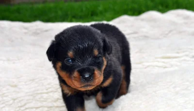 l.....w - #rottweiler #psy #smiesznypiesek
Jeszcze 4 tygodnie i odbiór, rośnij zdrowo...