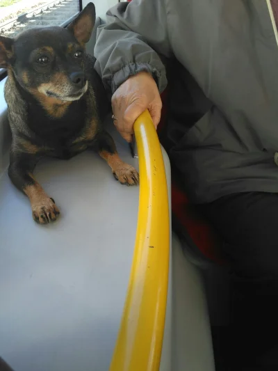 ruzowy_wonsz - Siedzę sobie w tramwaju nagle pies wskakuje na siedzenie przede mna, p...