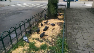 pankelo - tak wygląda zakaz dokarmiania gołębi w #krakow
##!$%@?