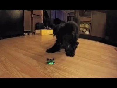av18 - Reakcja psa na nano drona
SPOILER

#zainteresowania #smiesznypiesek #rozryw...