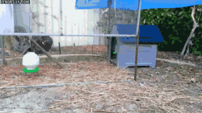 toxa - #smiesznypiesek #smiesznepieski #heheszki #pdk #zwierzaczkowegify #zwierzaczki...