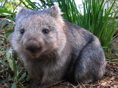 Marpop - #dobranoc #wombat #zwierzaczki