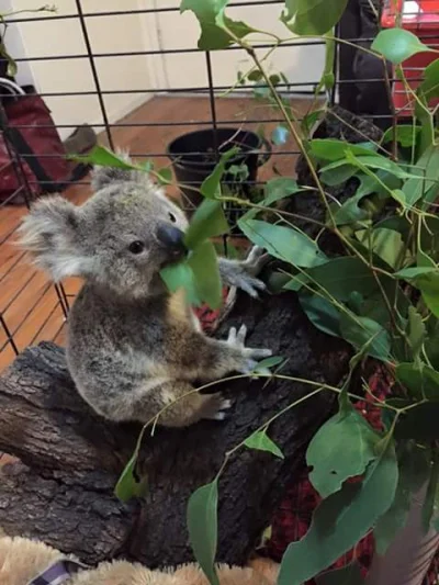 spokoczajnik - #koala #koalowabojowka #spamkoalami #smiesznypiesek 

patrzcie na te d...