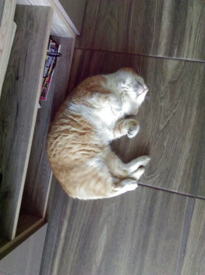 Caarolin - Kot mi chyba umarł 

#heheszki #kot #koty #smiesznypiesek #smiesznykotek