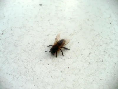 Migfirefox - Pszczoła ukryła się na parapecie przed deszczem. Ładne toto. Pierwsza ps...