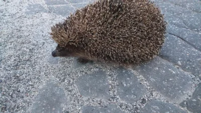 powsinogaszszlaja - Moje następne pokolenie. Jeżeli mają spokojne miejsce i jedzenie,...