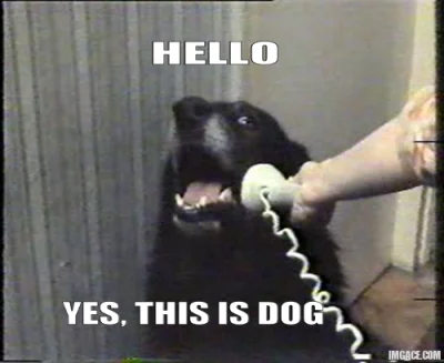 Zmiyu - > Pies który dzwoni gdy chce wyjść na dwór