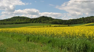 P.....l - Mirabelki i Mireczki,

Zapraszam serdecznie do zapoznania się z artykułem...