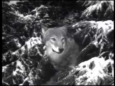 gaim - Film pokazuje życie zwierząt leśnych po nadejściu zimy i opadach śniegu. Poszu...