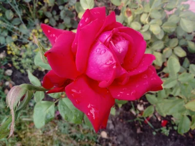 laaalaaa - Róża 36/100 z mojego ogrodu ( ͡° ͜ʖ ͡°)
#mojeroze #chwalesie #ogrodnictwo...