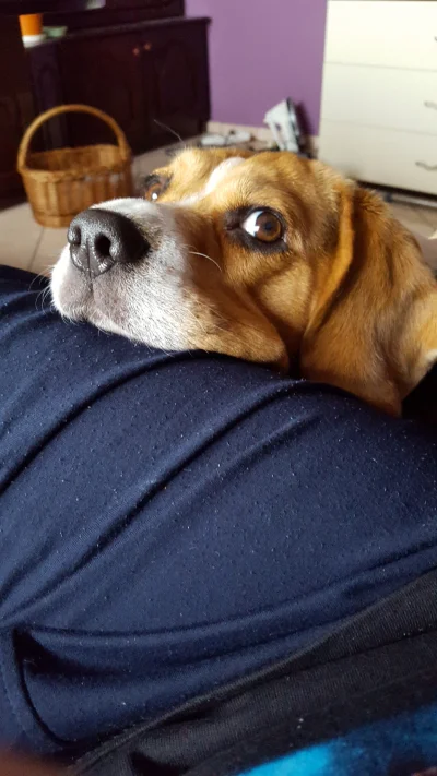 pekas - @mchmjszk: @franelo: 

Napisze tak. Beagle to nie pies, beagle to stan umys...