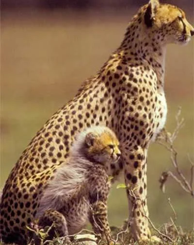 J.....w - @SherryLockeHume: 100% gepard, porównaj