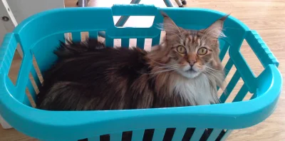 sepinroth - "No co, człowieku? Ja też lubię świeże pranie!" #koty #kot #mainecoon #po...