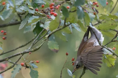 trzeci - Albo kwiczoł, albo drozd śpiewak. 
---
1/800 s f/6,3 600 mm, ISO4000
---
...