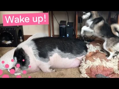 Blaskun - @pierug92: @ameliniowyguzik: @hasek34: ( ͡° ͜ʖ ͡°)