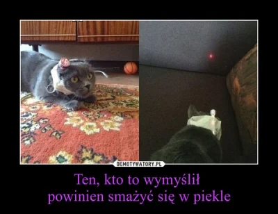 c.....o - #koty #lasery #czotenkotel
