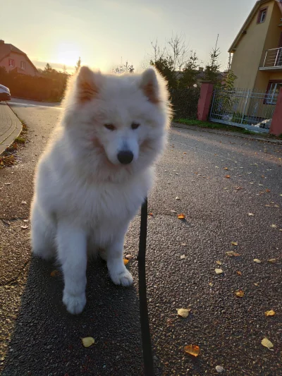 reme_k - Dzień dobry
#samoyed #armiasamoyedow