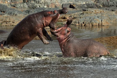 likk - walki hipopotamów to nie kaszka z mleczkiem

#fotografiaprzyrodnicza #zwierz...