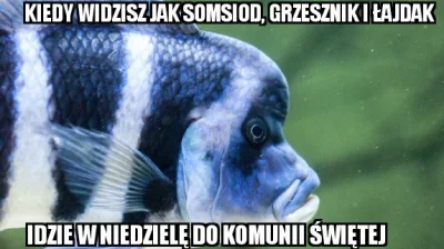 grooocik - #nosaczsundajski #janusz #gownowpis #polska