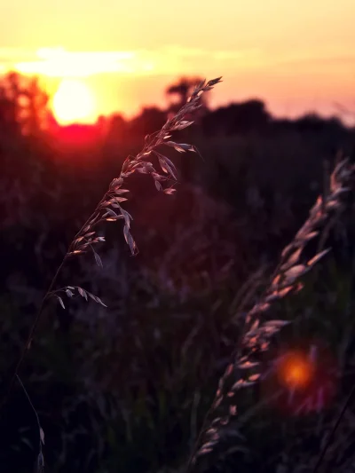 wawrzyn1313 - sunset



#fotografia #lato #natura