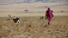 c.....s - Monika Masaj to powinna Afrykę na biegiem przelecieć poganiając stado bydła...