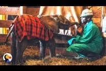 Zdejm_Kapelusz - Osierocone, małe słoniątka ratowane są przez niezwykłych ludzi.

h...