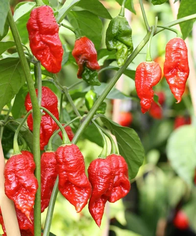 gobi12 - @gobi12: Nagalah