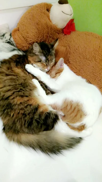 Bielecki - Kochające się rodzeństwo (づ•﹏•)づ

#pokazkota #koty #zwierzaczki #zwierze...