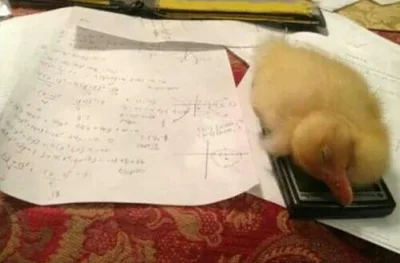 oczyPiwneZycieDziwne - Nie mogłam zrobić tego zadania, kaczka zasnęła mi na kalkulato...