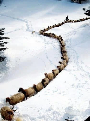 kono123 - Chcesz liczyć owce kiedy idziesz spać ? one już idą 

#zwierzaczki #owce ...