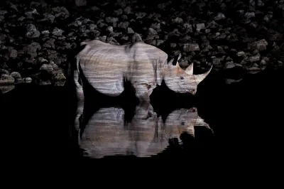 Nemezja - #fotografia #zwierzeta #dzikaprzyroda 
Czarny nosorożec przy zbiorniku wod...
