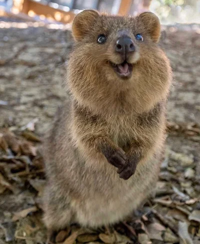 mfek00 - Kuocza puchatość na dobry start tygodnia
#quokka #quokkanadzis #zwierzaczki