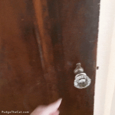 Hotstepper - #smiesznypiesek #gif