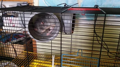 wbielak - Właściwy domek dla szczura.
#szczury #pokazszczura