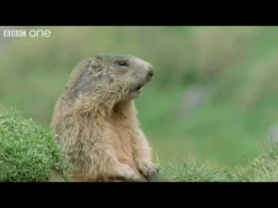 jan_szczesny - A tutaj oryginalna angielska wersja, nic w przyrodzie nie ginie: